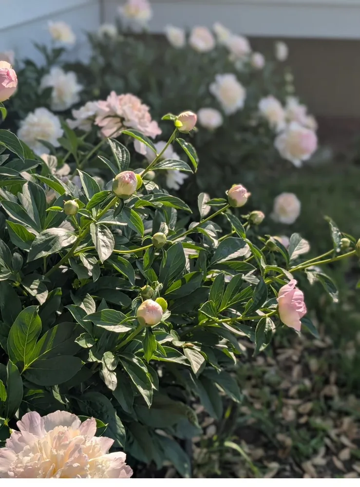 Pink and white peonies blooming in a Bryant Park garden in late spring.
